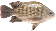 Tilapia
