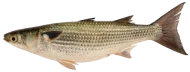Rohu