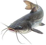 Catfish