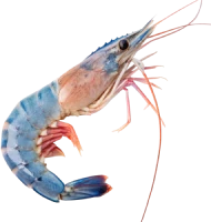 Prawns